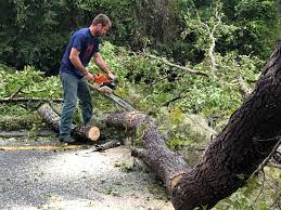 Best Emergency Tree Removal  in Brevard, NC