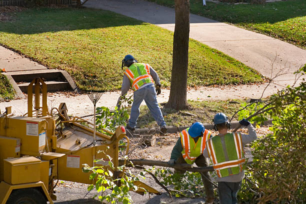 Best Tree Maintenance Programs  in Brevard, NC