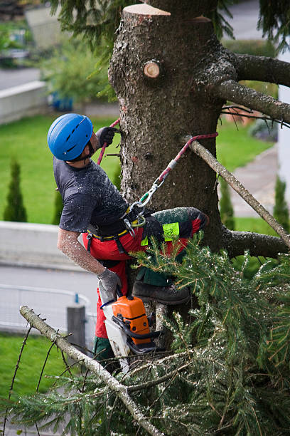 Best Tree and Shrub Care  in Brevard, NC